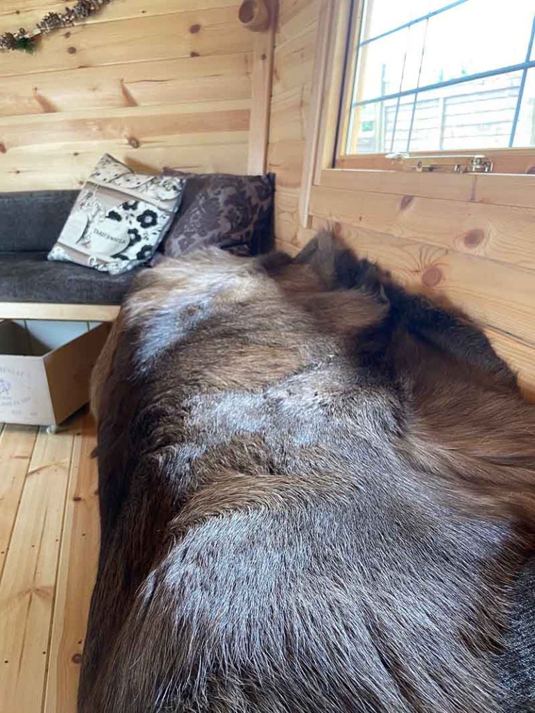 reindeer skins